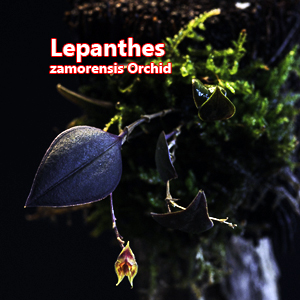 Lepanthes zamorensis orchid